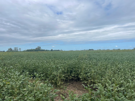 Campo en Venta en Juan A. de la Peña - J.A de la Peña (44has)